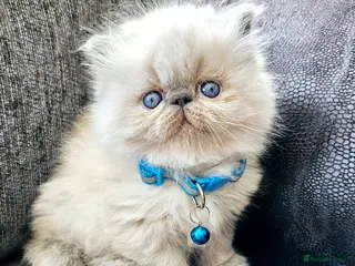 Persian cats 😻Stunning Pedigree Persian Kittens😻 - Advert 5