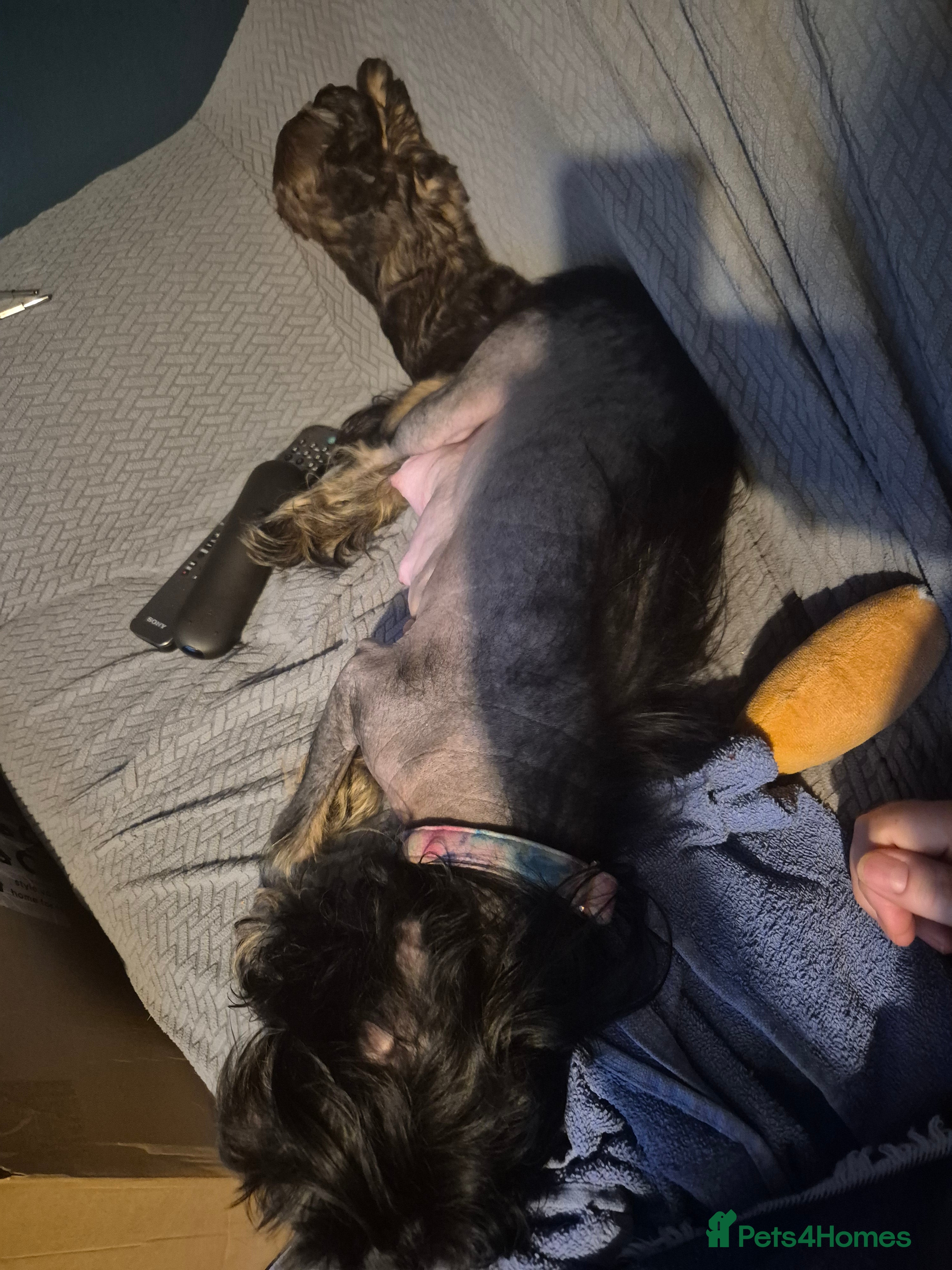 Chinese Crested dogs One boy powder puff available gives the best hugs  - Advert 2