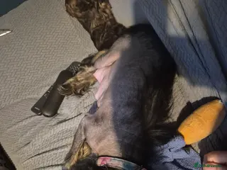 Chinese Crested dogs One boy powder puff available gives the best hugs - Advert 2