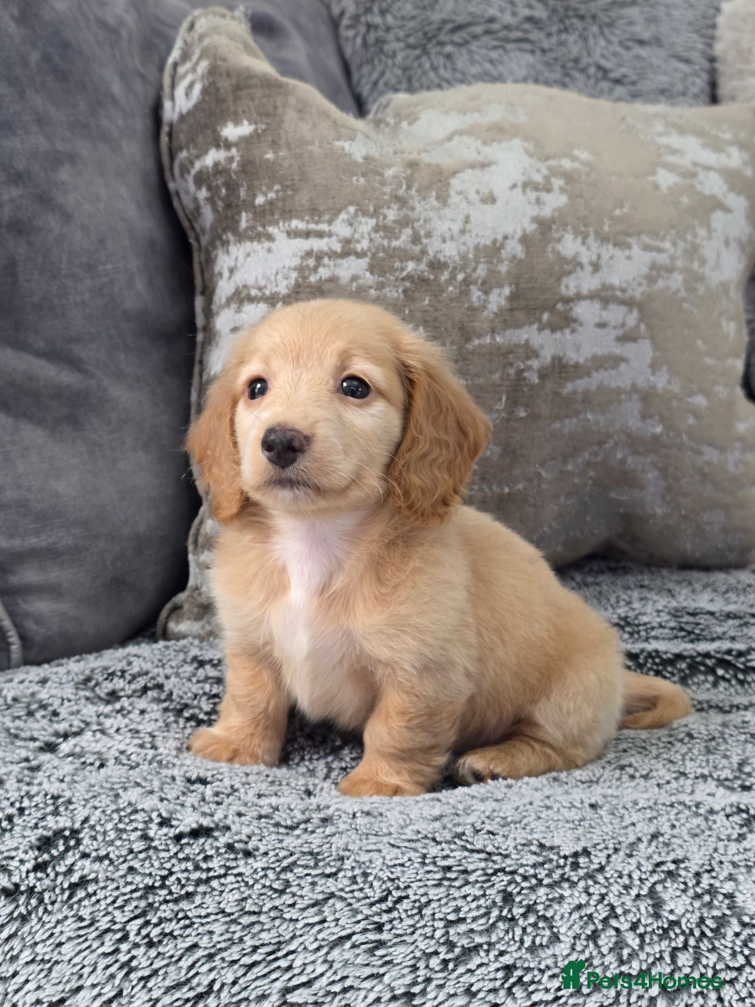 Miniature Dachshund dogs Cream male miniature Dachshund males - Advert 17
