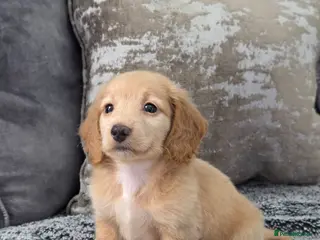 Miniature Dachshund dogs Cream male miniature Dachshund males - Advert 17