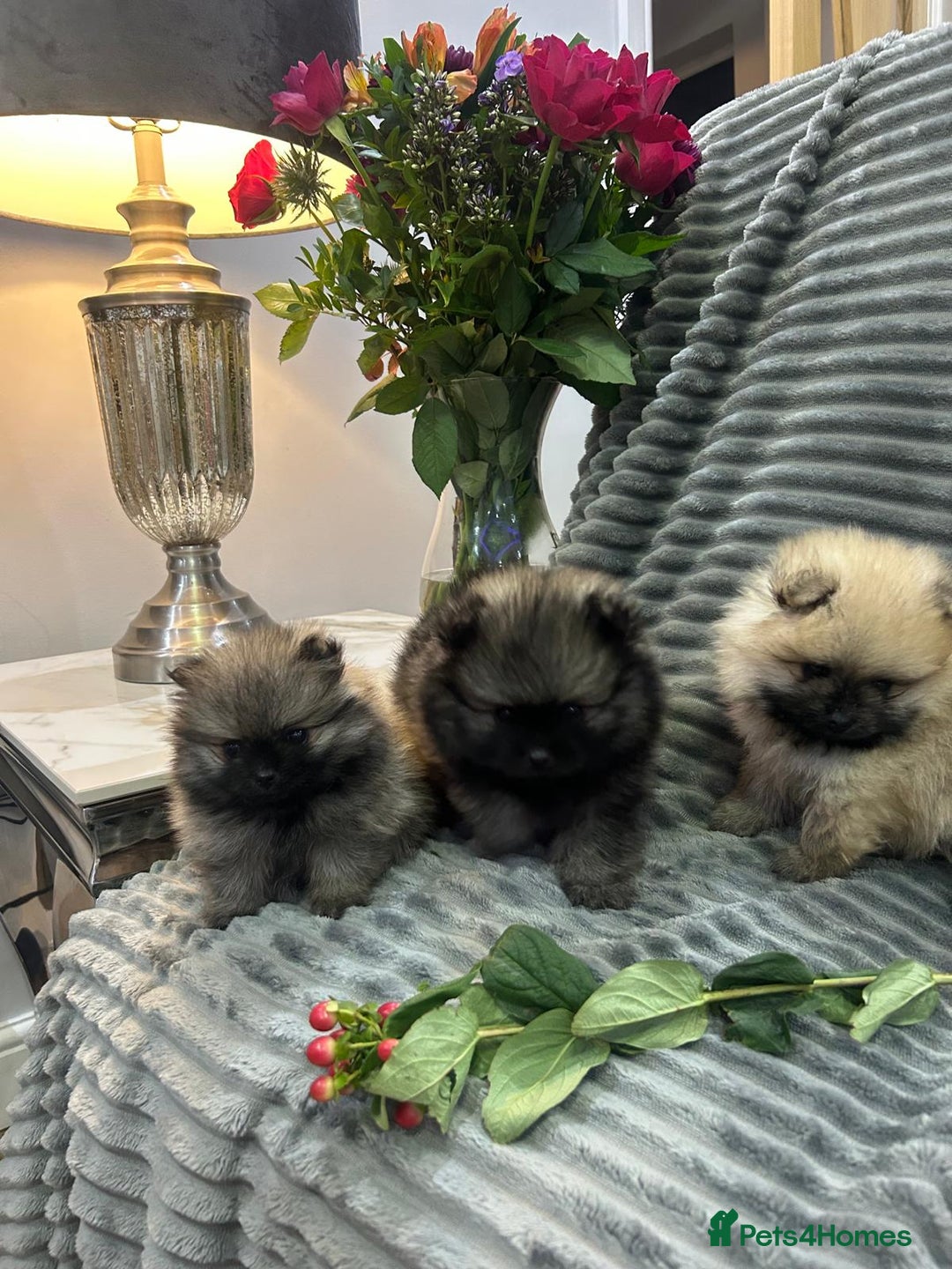Pomeranian dogs for sale: Show quality tiny beautiful show stopper poms 💙🩷 - Advert 14