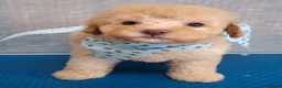 Cavapoo dogs for sale: Beautiful dna health tested cavapoos  - Advert 2