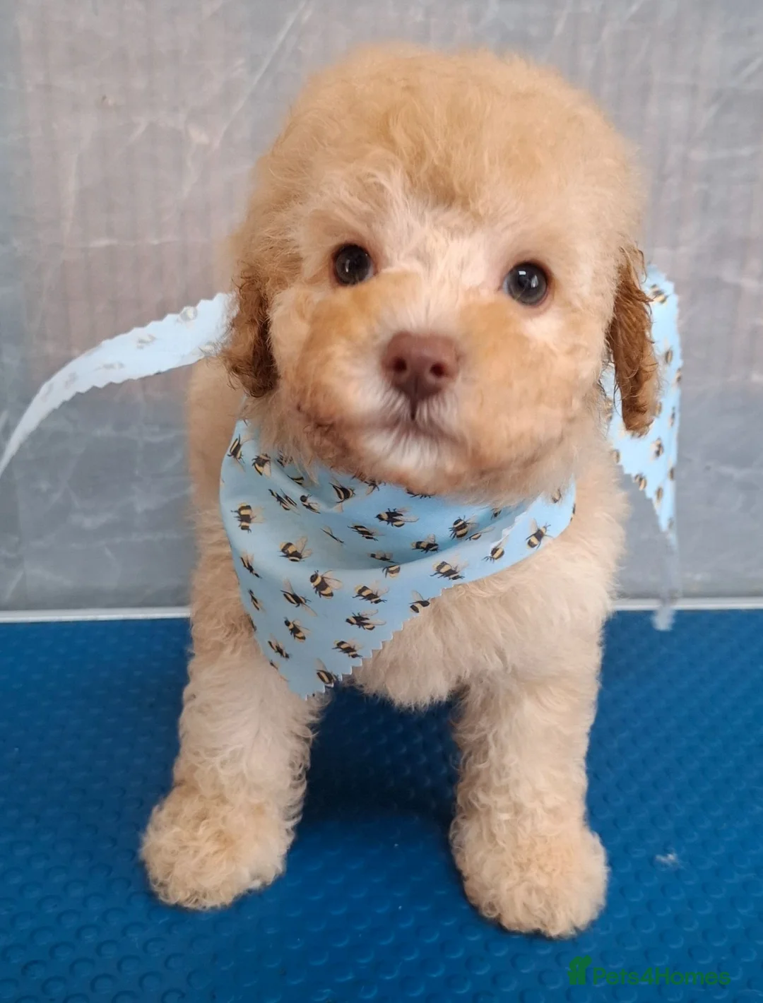 Cavapoo dogs for sale: Beautiful dna health tested cavapoos  - Advert 2