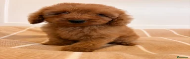 Labradoodle 3