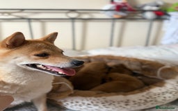 Japanese Shiba Inu dogs for sale: 🧡🦊 Beautiful K.C Shiba Inu Puppies Ready Soon - Image 7
