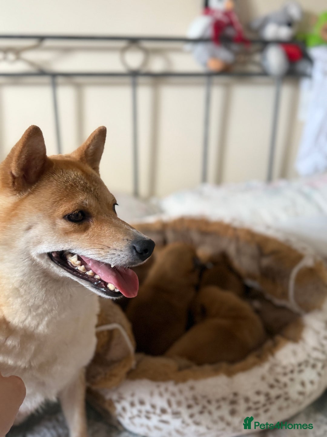 Japanese Shiba Inu dogs for sale: 🧡🦊 Beautiful K.C Shiba Inu Puppies Ready Soon - Image 7