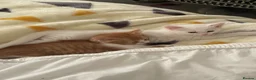 Mixed Breed cats for sale: 3 Adorable Half Persian Kittens for sale - Advert 14