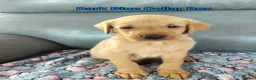 Labrador Retriever dogs for sale: Kc Reg Fox Red Labs From Health Tested Parents  - Advert 3
