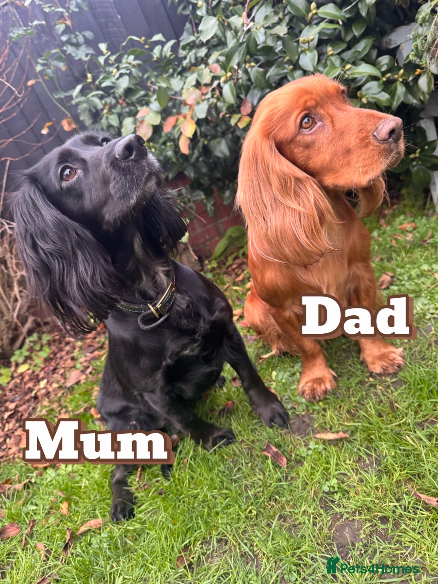 Cocker Spaniel dogs KC Registered working cocker spaniel puppies - Advert 1