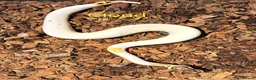 Python Snake reptiles for sale: Ball pythons (8mth). Pied/Firefly/Gene X/Mojave) - Advert 15