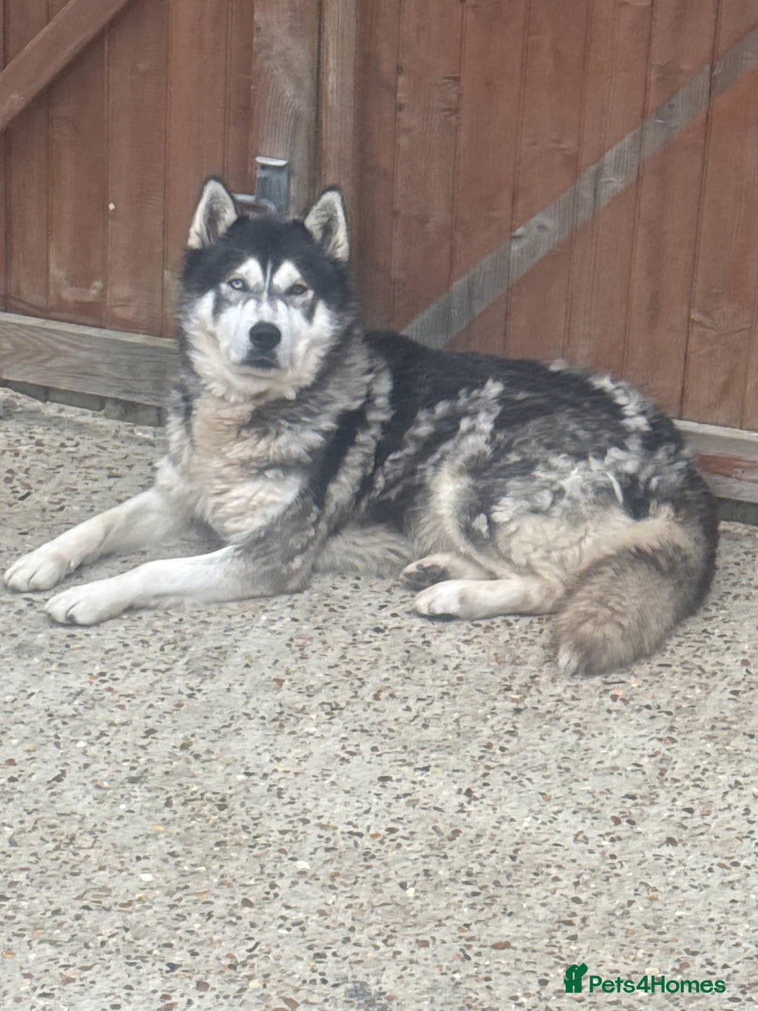 Siberian Husky dogs for sale: Lovely Siberian Huskies Looking for Family Homes - Advert 4