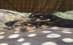 Mixed Breed dogs for sale: 4 beautiful miniature dachshund x Pomeranian pups  - Advert 3