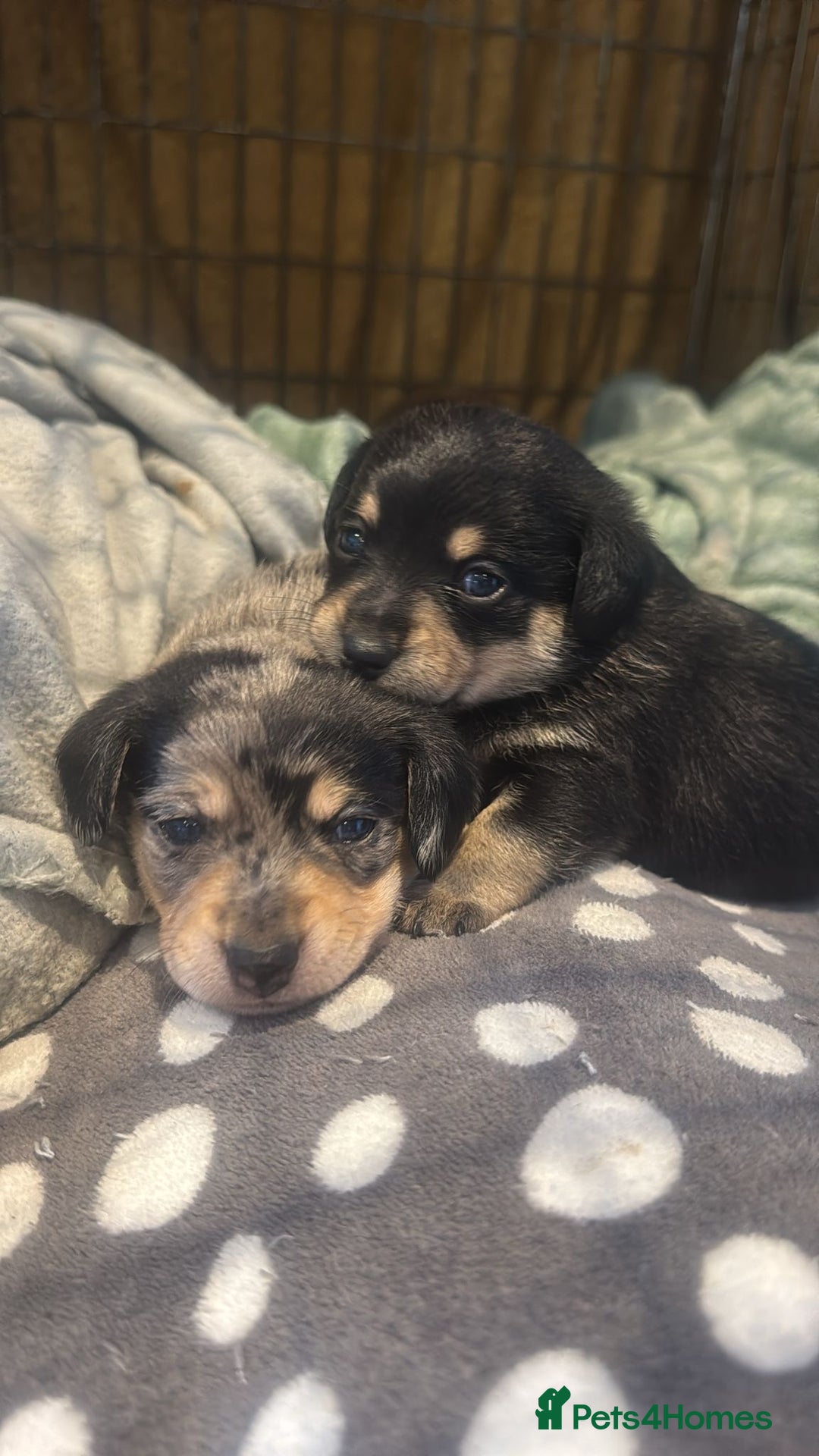 Mixed Breed dogs for sale: 4 beautiful miniature dachshund x Pomeranian pups  - Advert 3