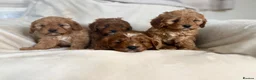 Cavapoo dogs for sale: Gorgeous Red Cavapoo Puppies - Advert 23