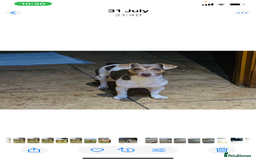 Jack Russell dogs for sale: Outstanding miniature Jack Russell puppies  - Image 16