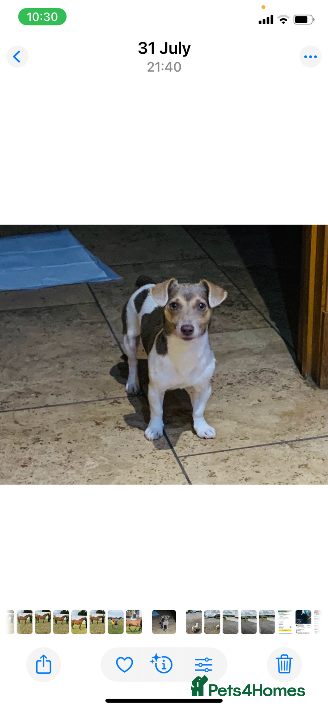 Jack Russell dogs for sale: Outstanding miniature Jack Russell puppies  - Image 16