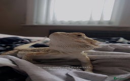 Bearded Dragon reptiles for sale: Bearded dragon  - Image 8