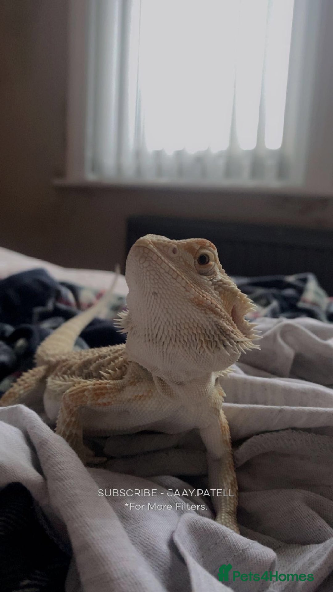 Bearded Dragon reptiles for sale: Bearded dragon  - Image 8
