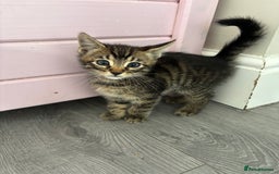 Bengal cats for sale: 2 bengals kittens - Image 2