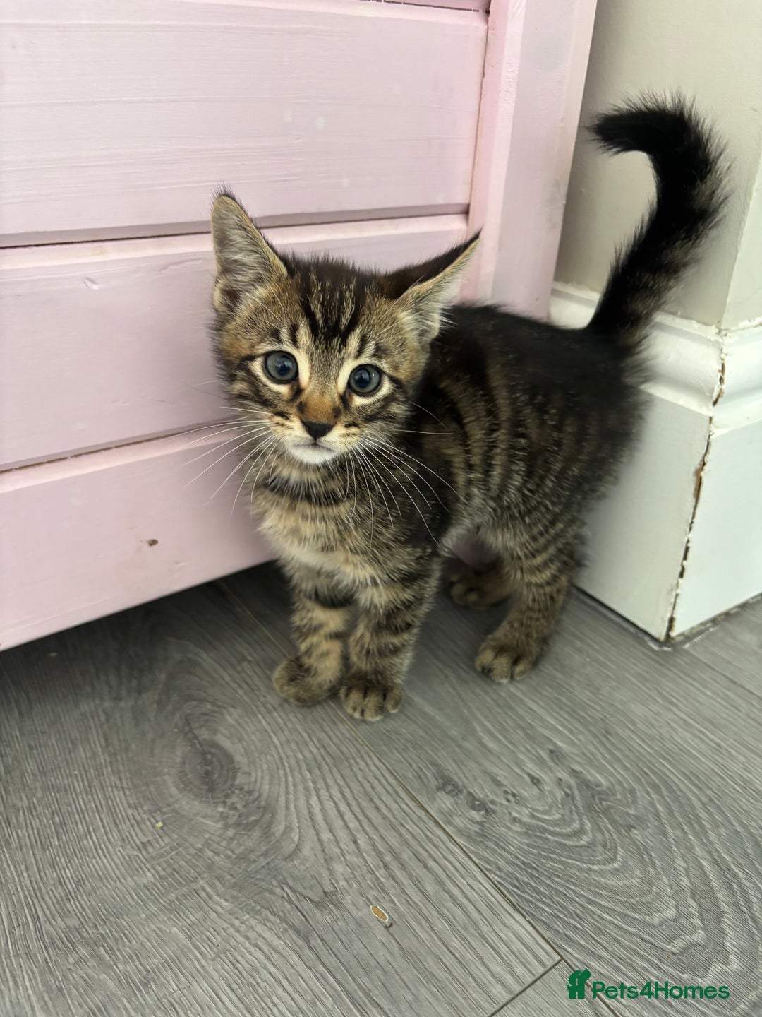 Bengal cats for sale: 2 bengals kittens - Image 2