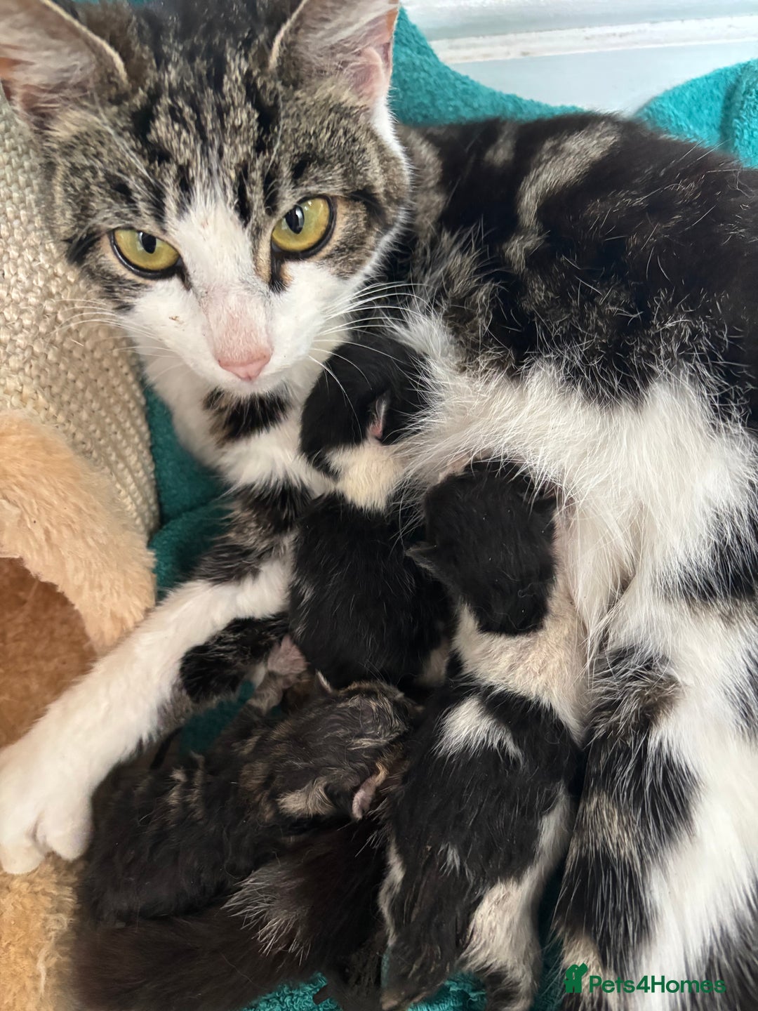 Mixed Breed cats for sale: 3 beautiful kittens available! - Image 7