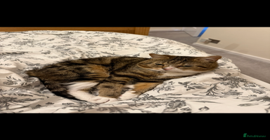 British Shorthair cats - Advert 16
