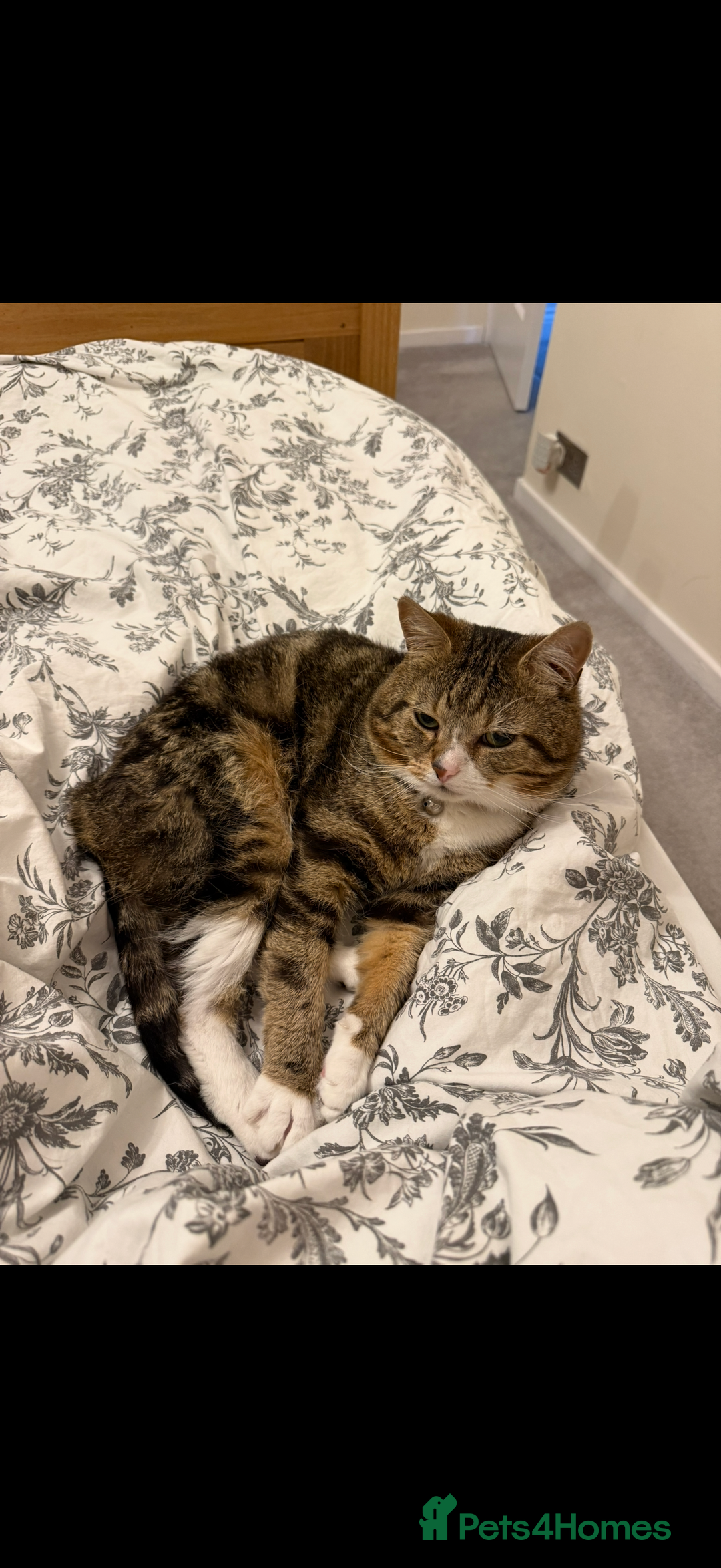British Shorthair cats for sale: British Shorthair - Image 3
