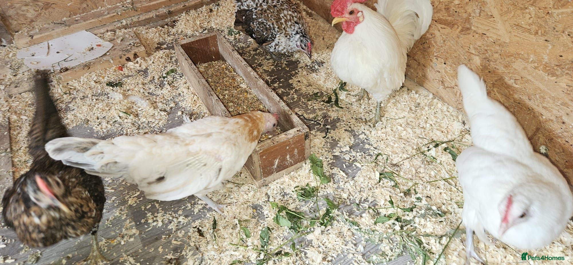 Chickens poultry 🐓 Serama Bantam Chickens 🐓  - Advert 2