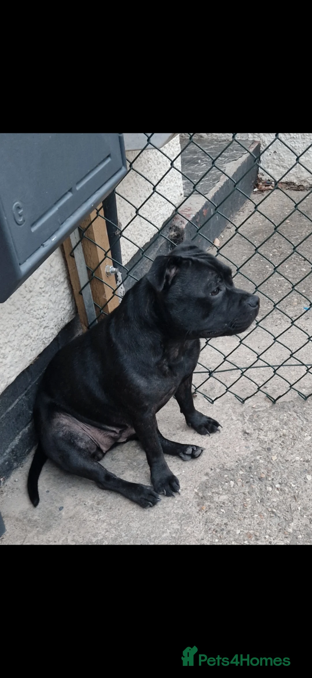 Staffordshire Bull Terrier dogs for sale: Black Kc Reg Staffordshire Bull Terrier female - Advert 11