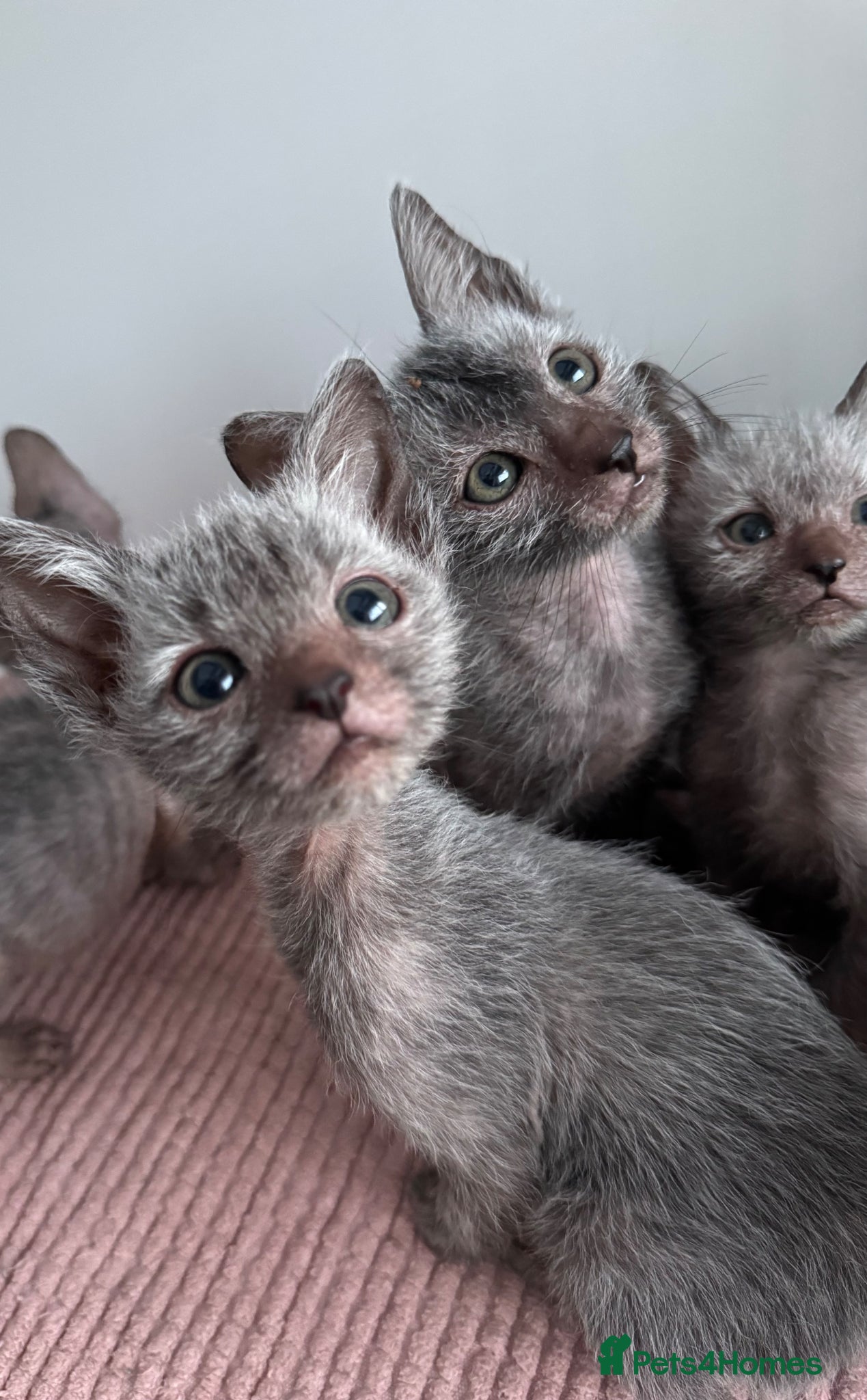Lykoi cats Lykoi Kittens  - Advert 1