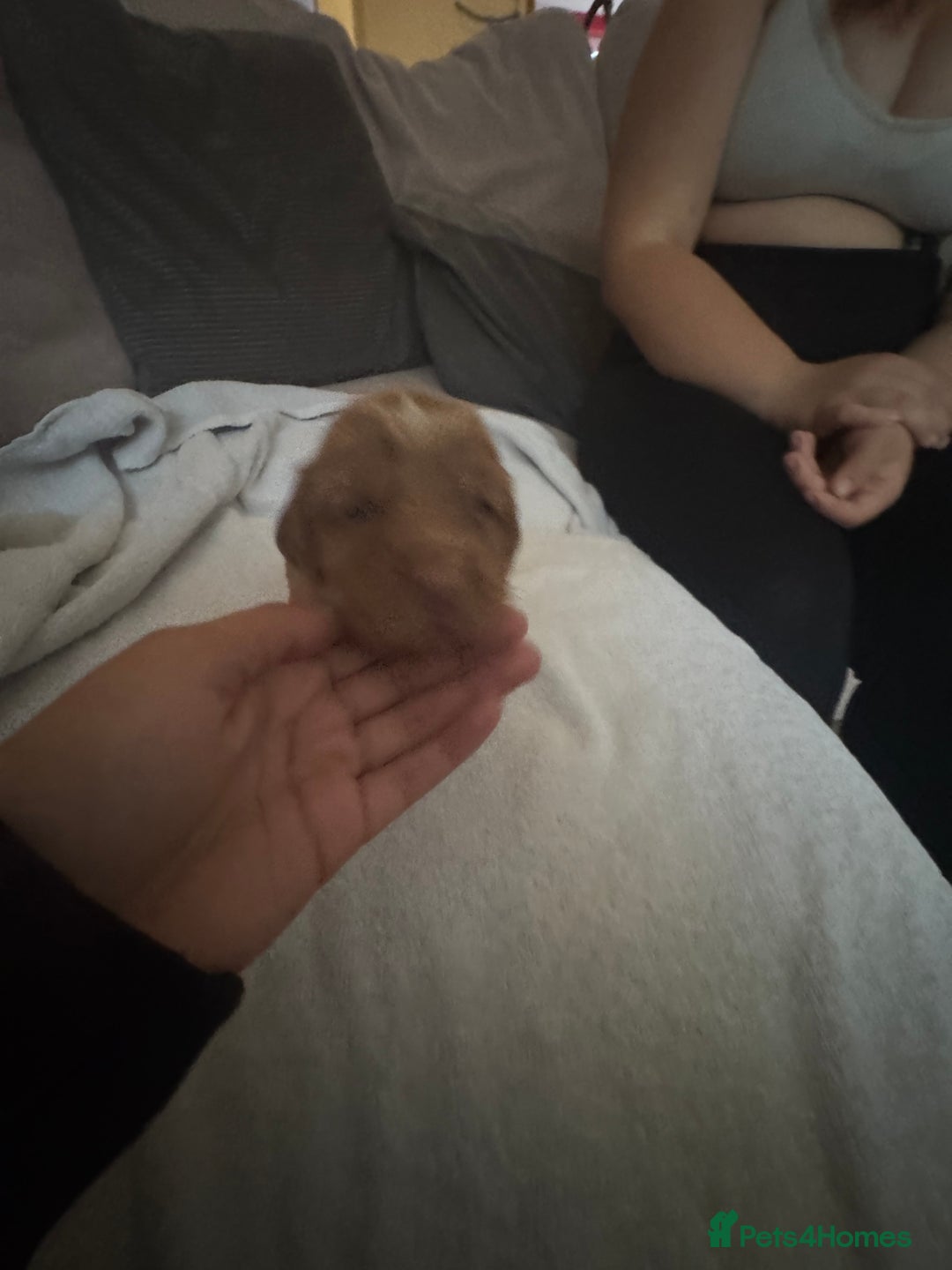 Cocker Spaniel dogs for sale: Cocker spaniel Puppies  - Advert 16