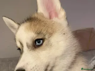 Siberian Husky dogs Siberian Husky’s - Advert 2