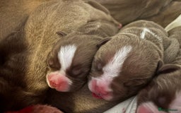 American Bully dogs for sale: Pocket bully puppies - Image 9