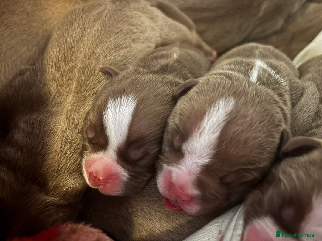American Bully dogs for sale: Pocket bully puppies - Image 9