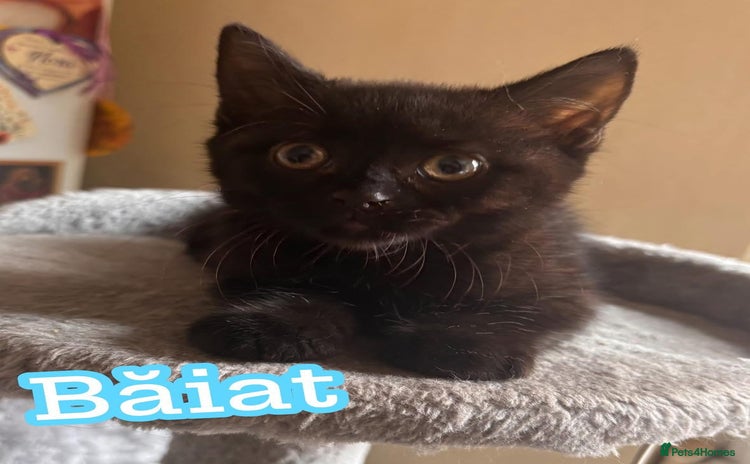 Domestic Shorthair cats - Advert 2