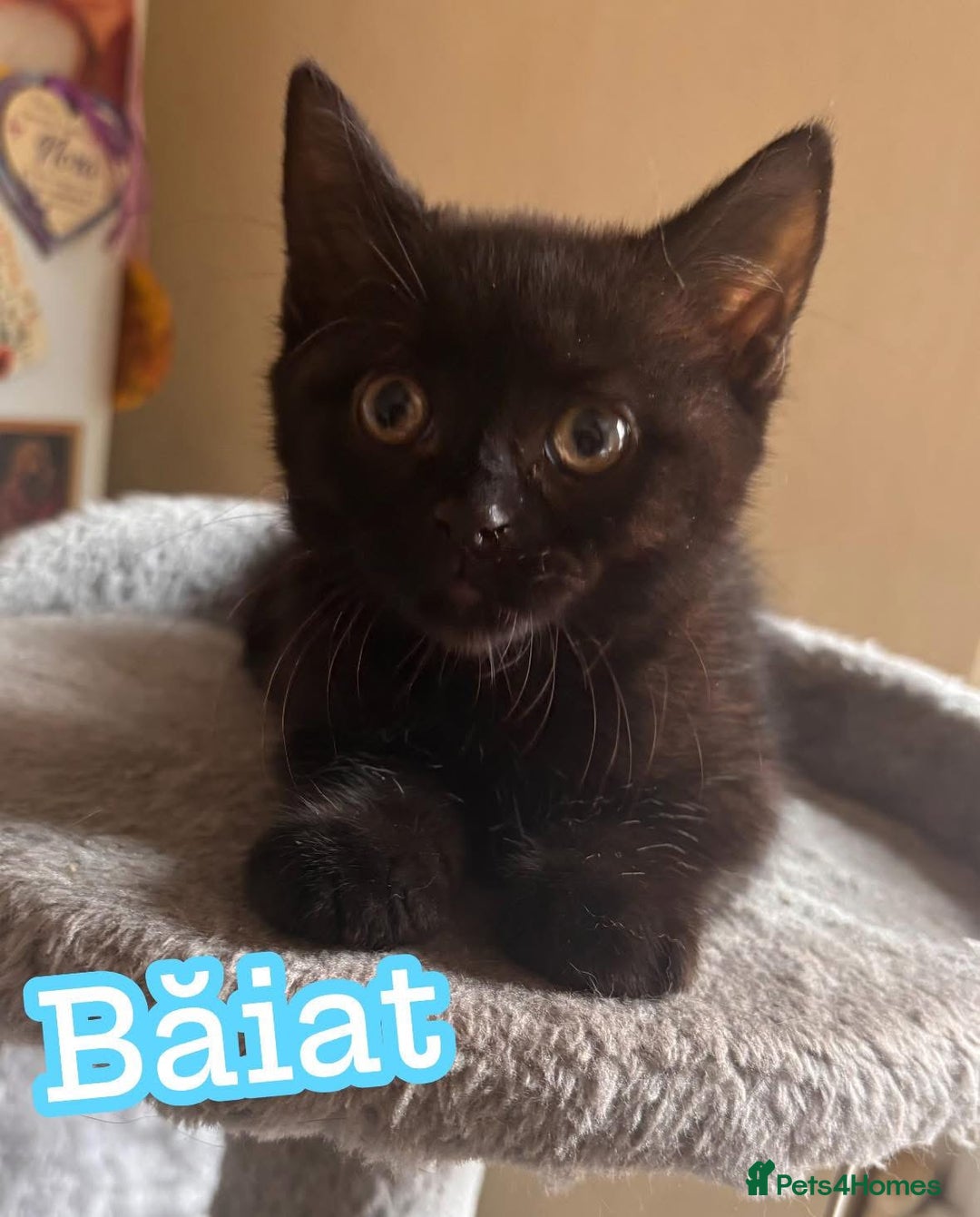 Domestic Shorthair cats for sale: Adopt love  - Image 1