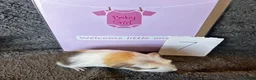 Guinea Pig rodents for sale: Babies ready 2 reserve girls&boys  - Advert 22