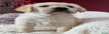 Goldador 5