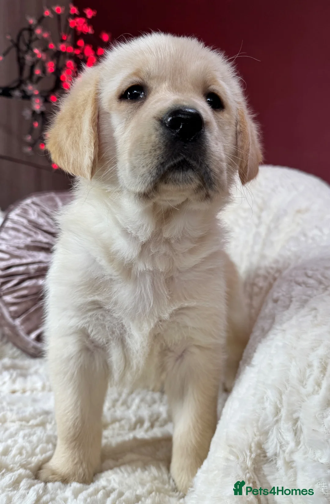 Goldador dogs for sale: Extensively Health tested, Chunky, Great with kids - Advert 1