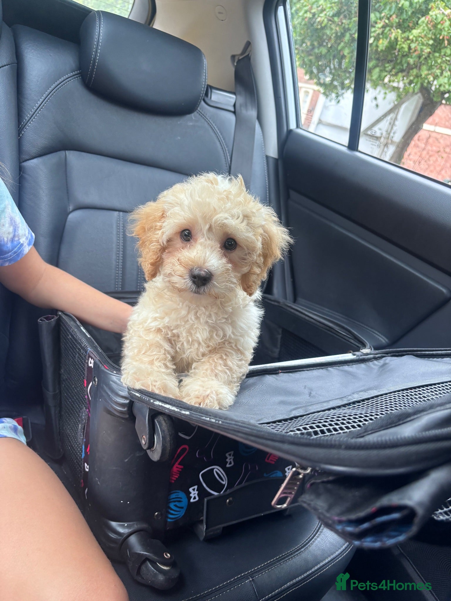 Cavapoo dogs LAST BOY Fully vaccinated ready to go. Cavapoo pup - Advert 14