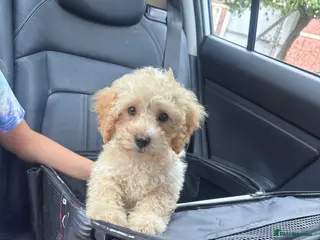 Cavapoo dogs LAST BOY Fully vaccinated ready to go. Cavapoo pup - Advert 14