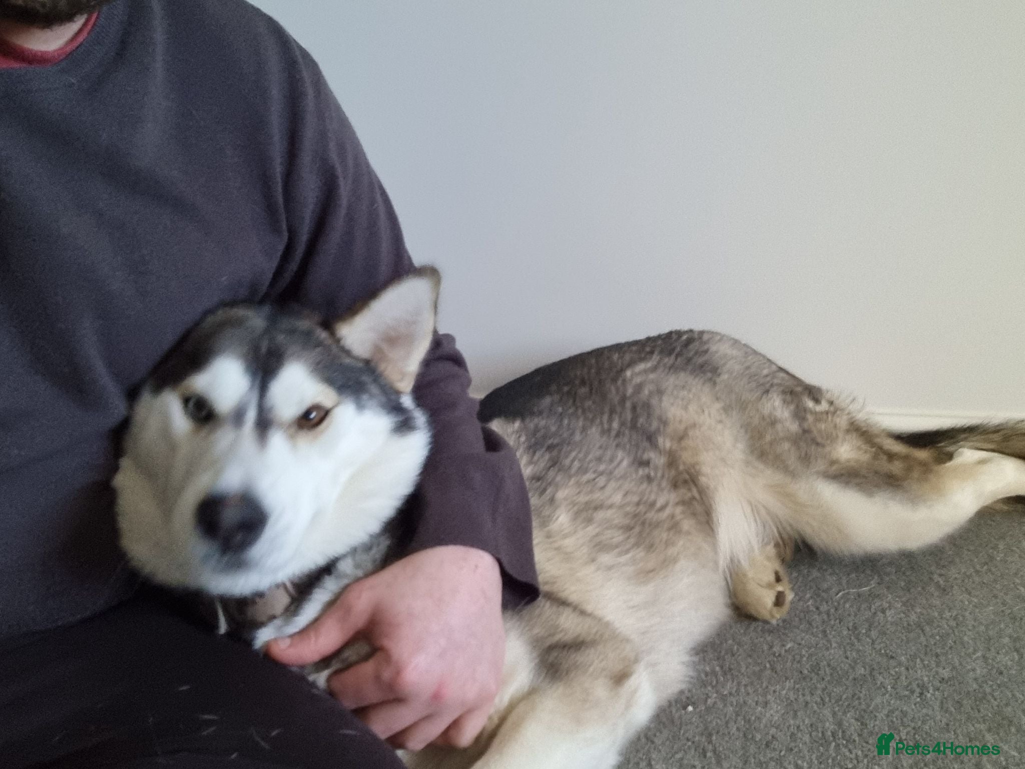 Siberian Husky dogs Husky girl(Storm) - Advert 12