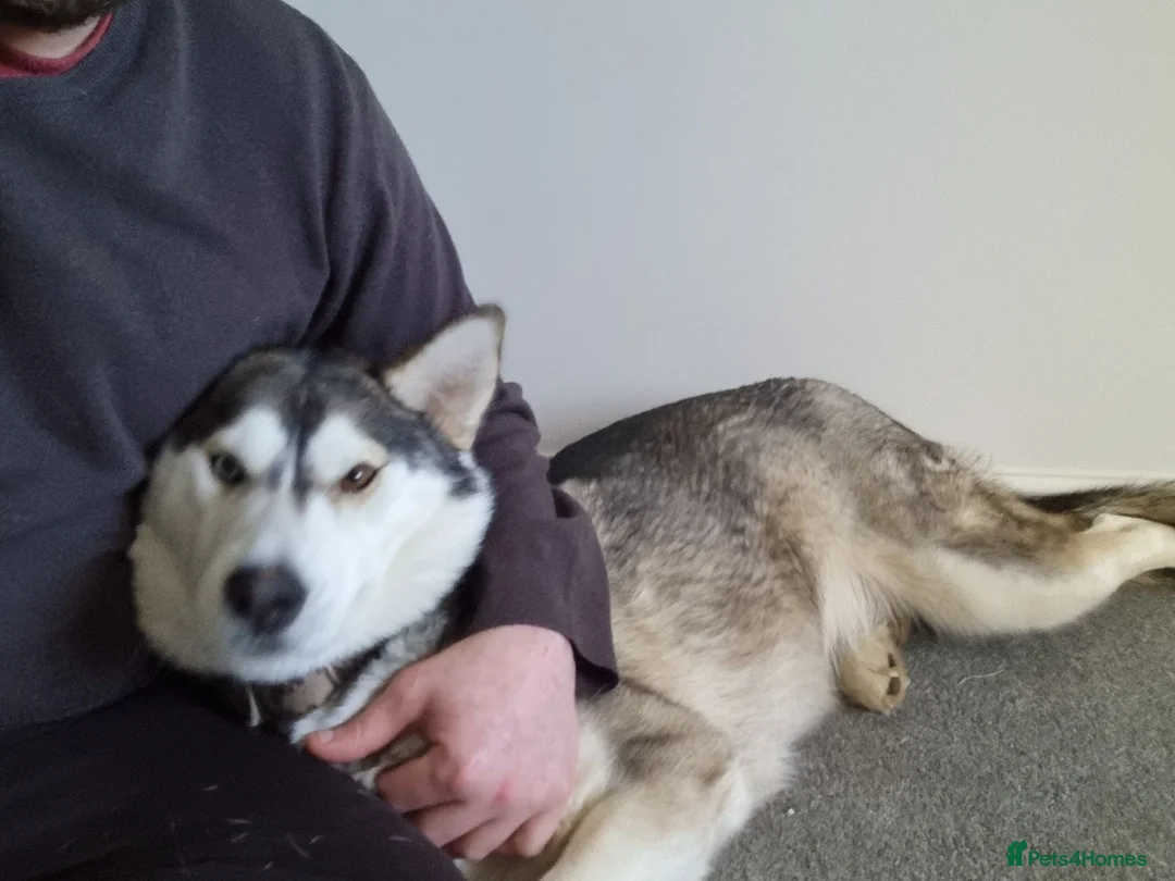 Siberian Husky dogs for sale: Husky girl(Storm) - Advert 1