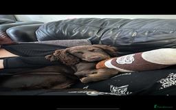 Cocker Spaniel dogs for sale:   Gorgeous working cocker spaniel for sale  - Image 4