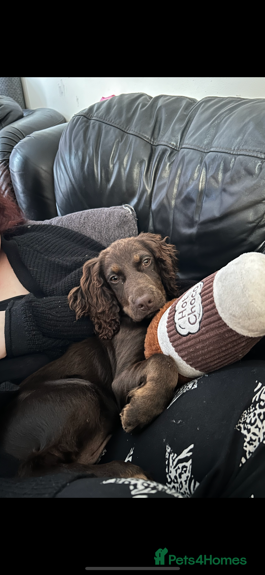 Cocker Spaniel dogs for sale:   Gorgeous working cocker spaniel for sale  - Image 4