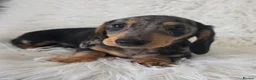 Miniature Dachshund dogs for sale: KC Silver dapple & cream boy. ready now  - Advert 10