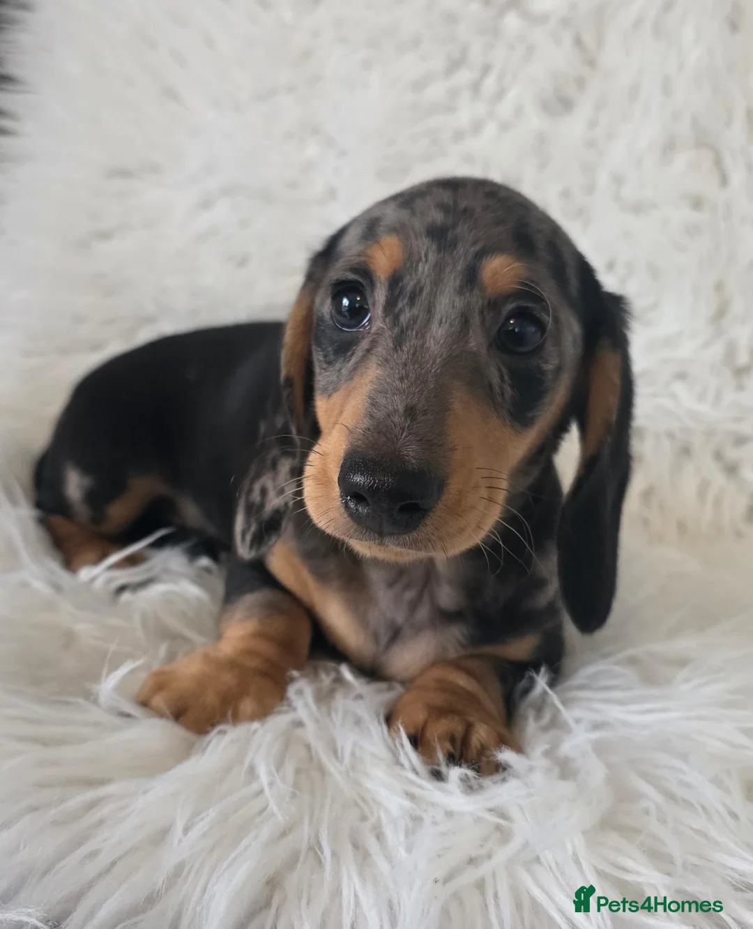 Miniature Dachshund dogs for sale: KC Silver dapple & cream boy. ready now  - Advert 10