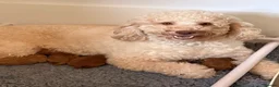 Mini Goldendoodle dogs for sale: Toy Cross Goldendoodle Puppies - Advert 13