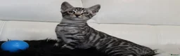 Bengal cats for stud: Unique Black Smoke Bengal stud boy - Advert 17